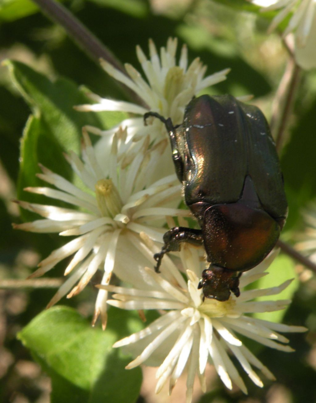 Cetoniidae da id. dalla Grecia